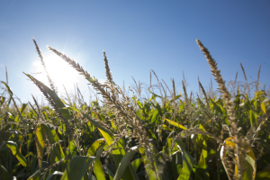 Trabalhos agrícolas no milho Fertilização e rega no milho