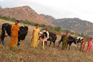 Obra social Bellota Agrisolutions na Índia A Bellota Agrisolutions destina 155 vacas para a criação de recursos na Índia.