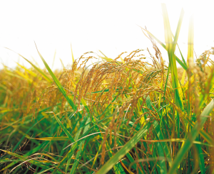 Siembra de cereales de trigo duro, tipo de trabajos agrícolas