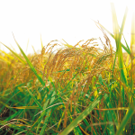 Semis de céréales, de blé dur, type de labeurs agricoles.