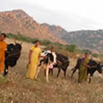 Obra social Bellota Agrisolutions en la India Bellota Agrisolutions destina 155 vacas para la creación de recursos en India.